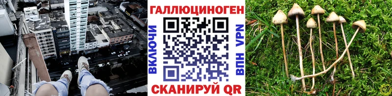 как найти   Тюкалинск  Псилоцибиновые грибы Magic Shrooms 